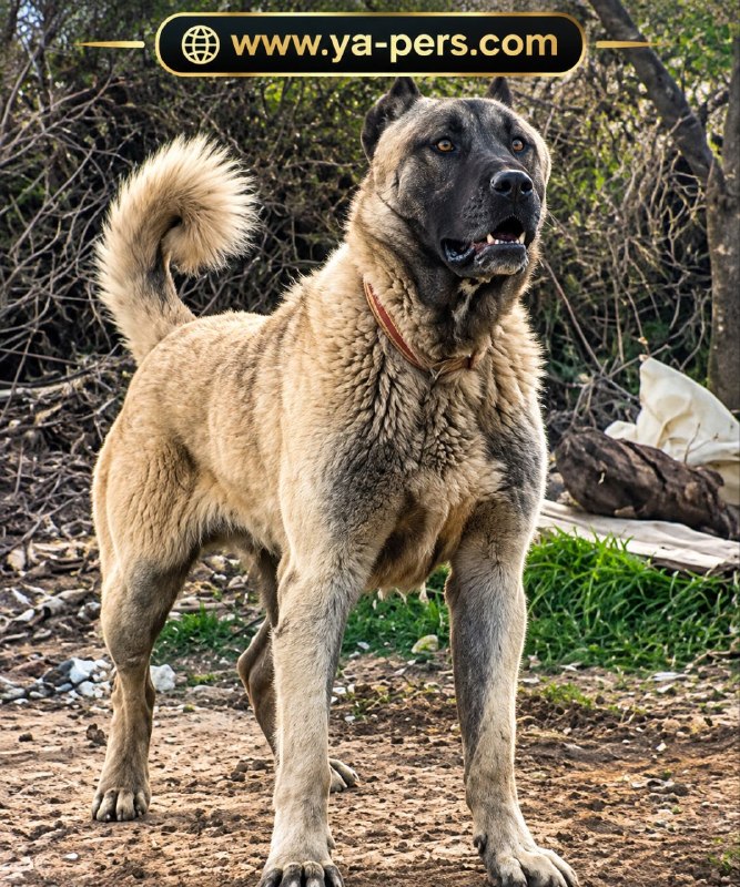 Iranian Mastiff