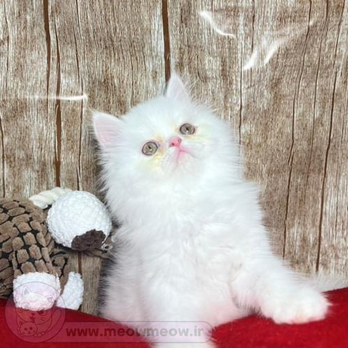 Кошки